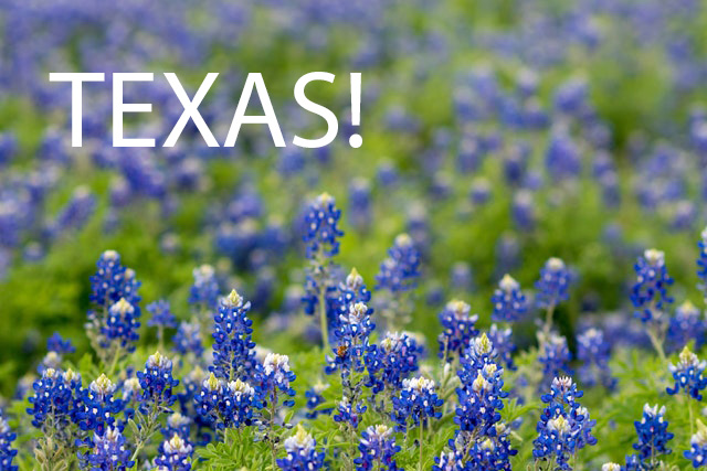 Texas Blue Bonnets